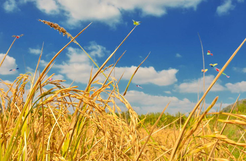 當3S技術應用于精準農業，奇跡就發生了！